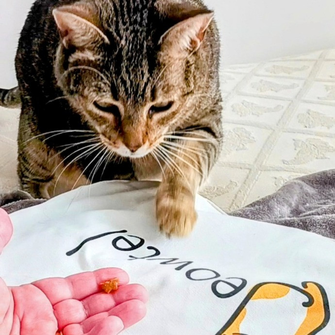 Purrfectly Pawsome Cat Sitter
