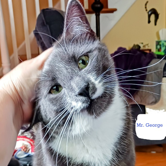 Purrfectly Pawsome Cat Sitter