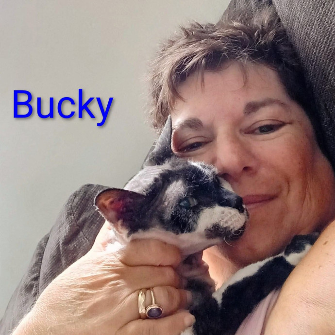 Purrfectly Pawsome Cat Sitter