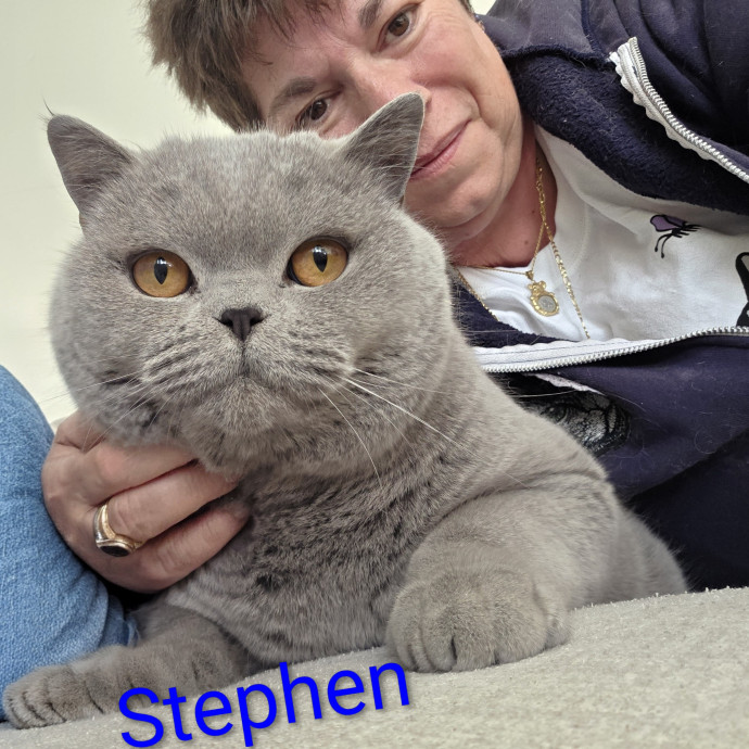 Purrfectly Pawsome Cat Sitter