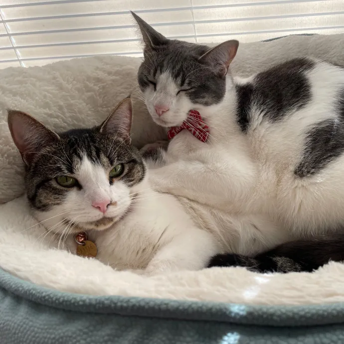 Shannon's Boone Cat Care photo 3