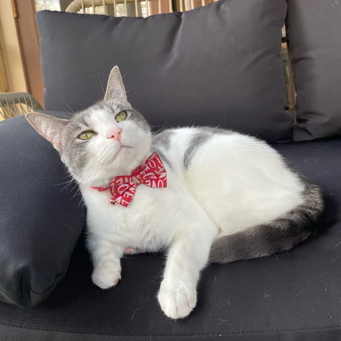 Shannon's Boone Cat Care photo 2