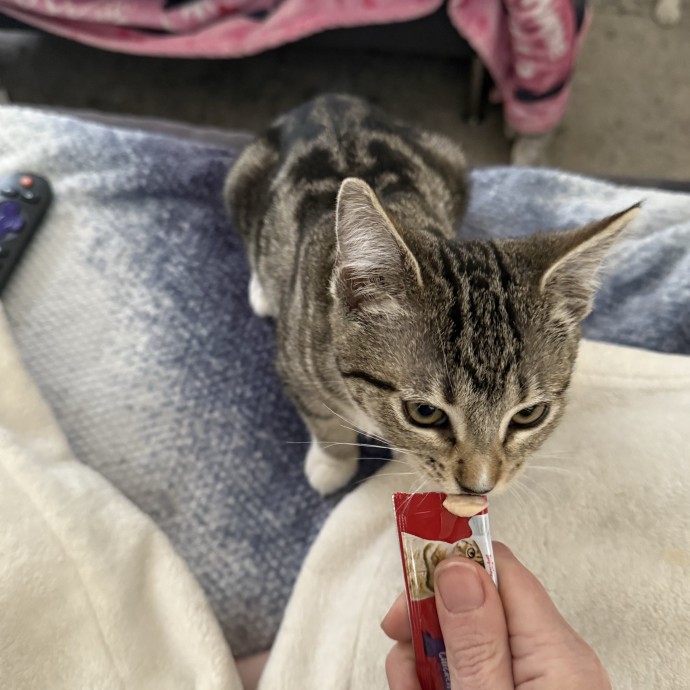 Cat Sitting Purr-Fectionist