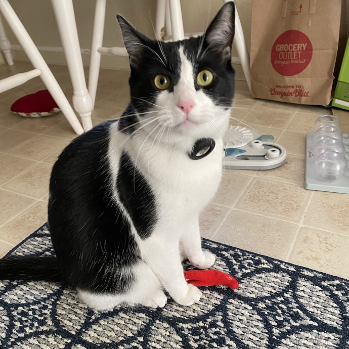 Cat Sitting Purr-Fectionist