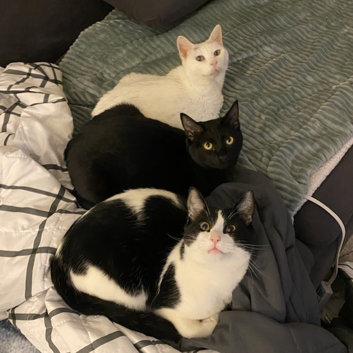 Cat Sitting Purr-Fectionist