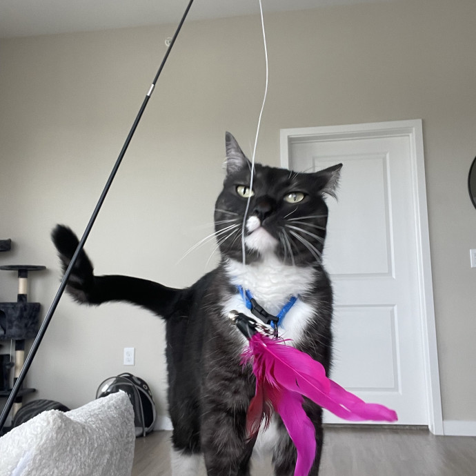 Calm Confident Cat Sitter