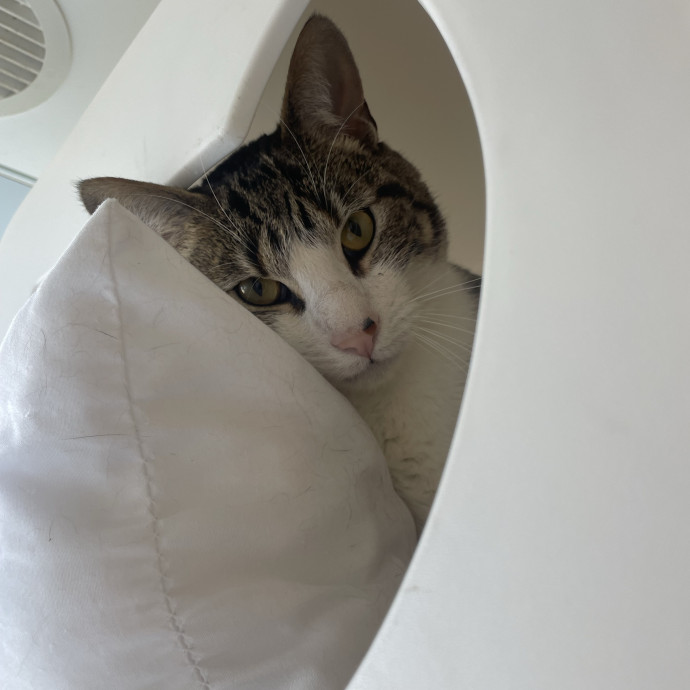 Calm Confident Cat Sitter photo 3