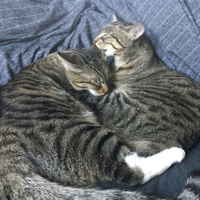 Calm And Attentive Cat Sitter photo 3