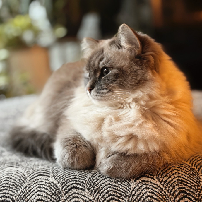Fancy Cat Mom  Shy Kitty Specialist