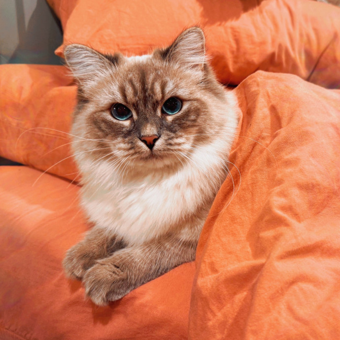 Fancy Cat Mom  Shy Kitty Specialist photo 2