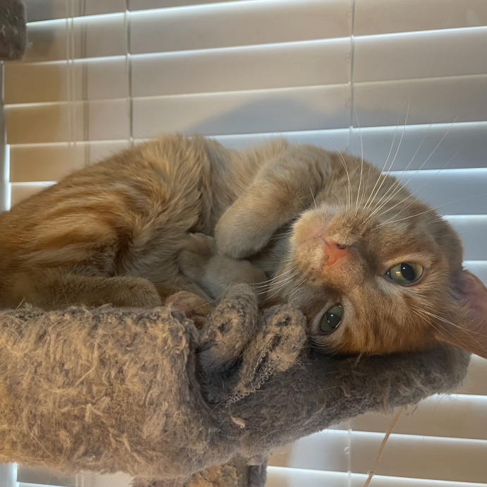 Patient And Loving Cat Sitter