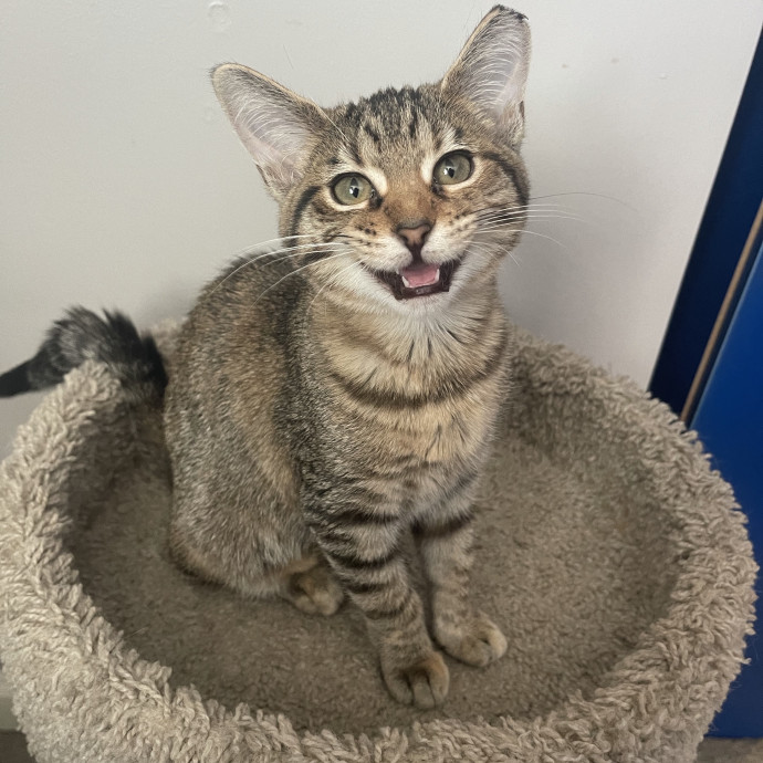 Patient And Loving Cat Sitter