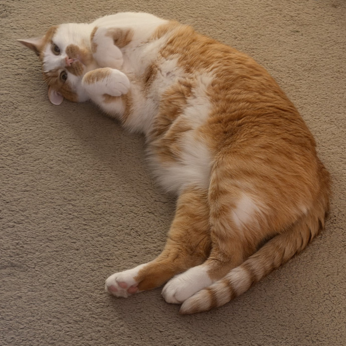 Patient And Loving Cat Sitter
