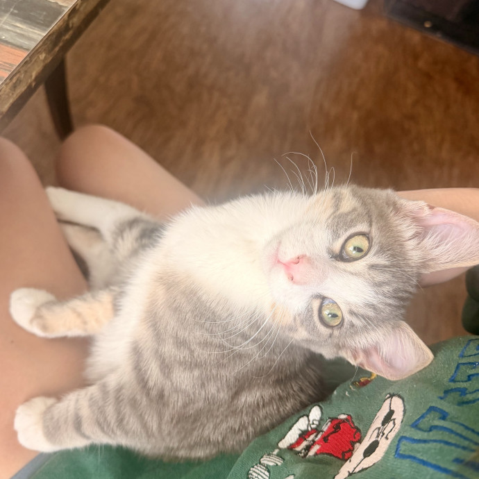 Patient And Loving Cat Sitter photo 3
