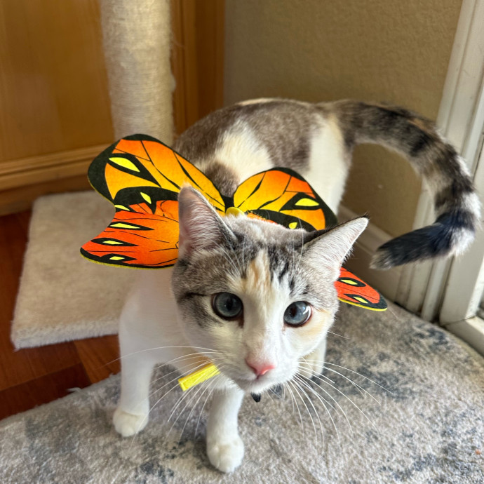 Cats Are Our Best Friends
