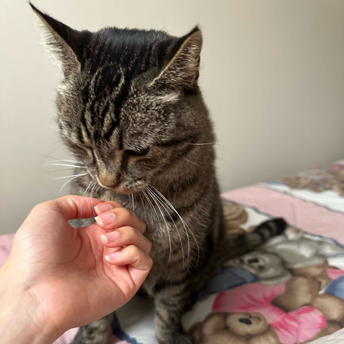 Cats Are Our Best Friends photo 2