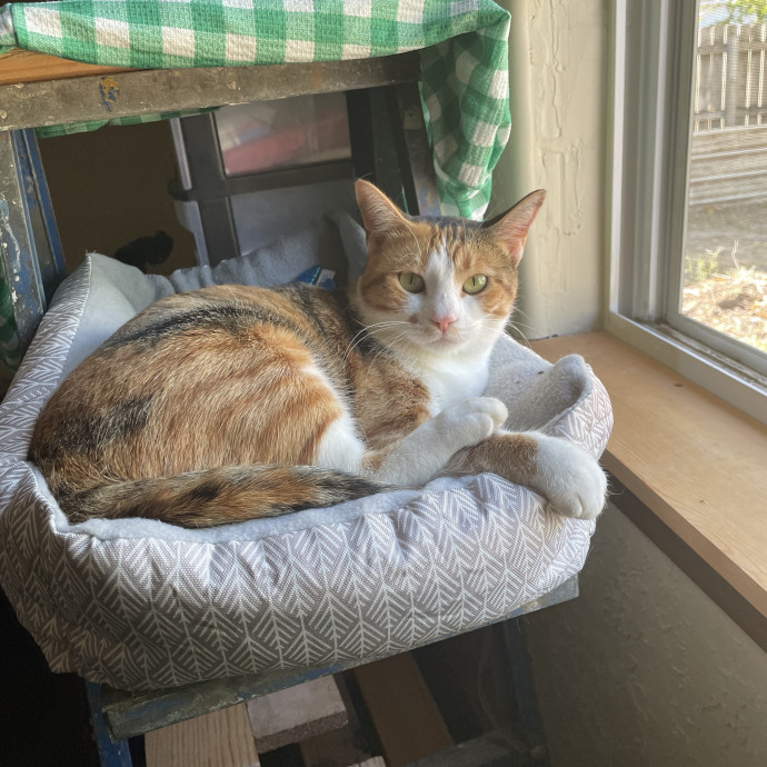 Purrfect Care photo 2