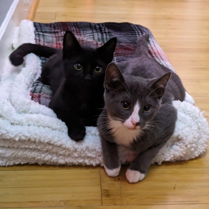 Happy Healthy Kitties