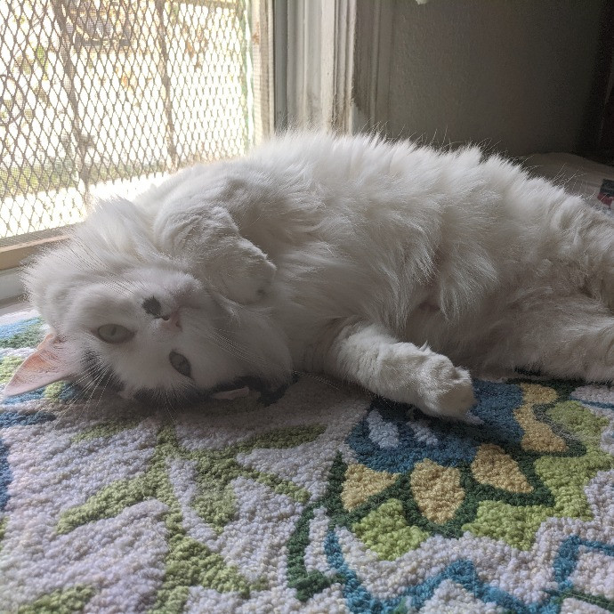 Happy Healthy Kitties
