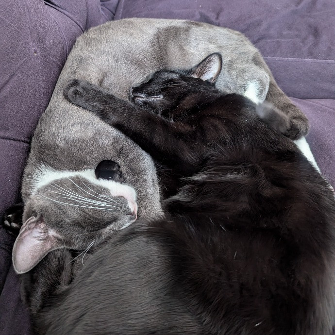 Happy Healthy Kitties photo 3