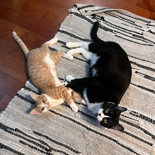 August The Cat Care Expert - Vet Tech