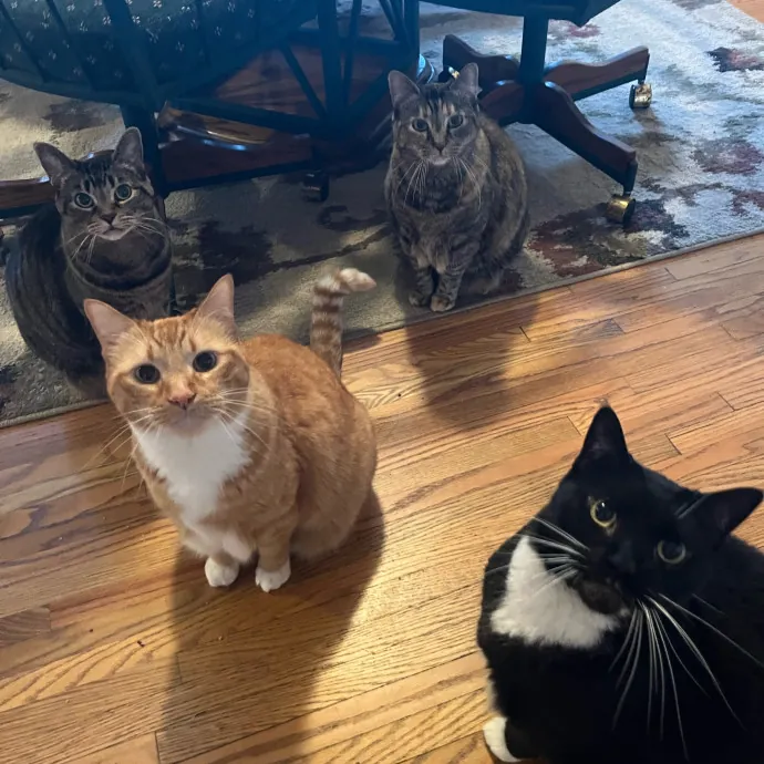 August The Cat Care Expert - Vet Tech