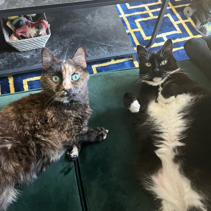 Cat Care Expert - Vet Tech Experience