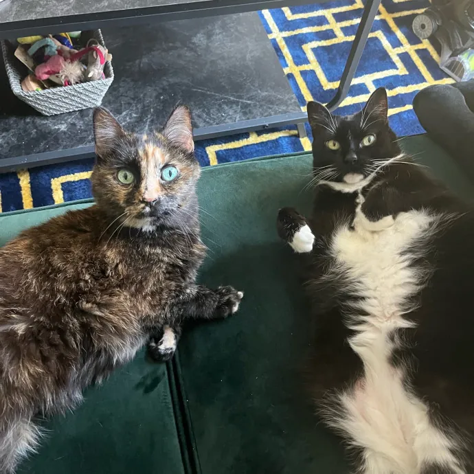 August The Cat Care Expert - Vet Tech