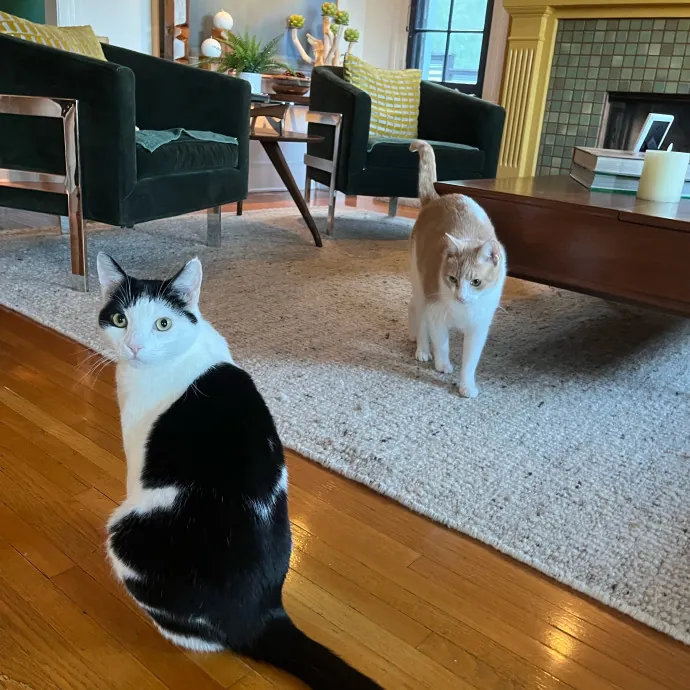 August The Cat Care Expert - Vet Tech