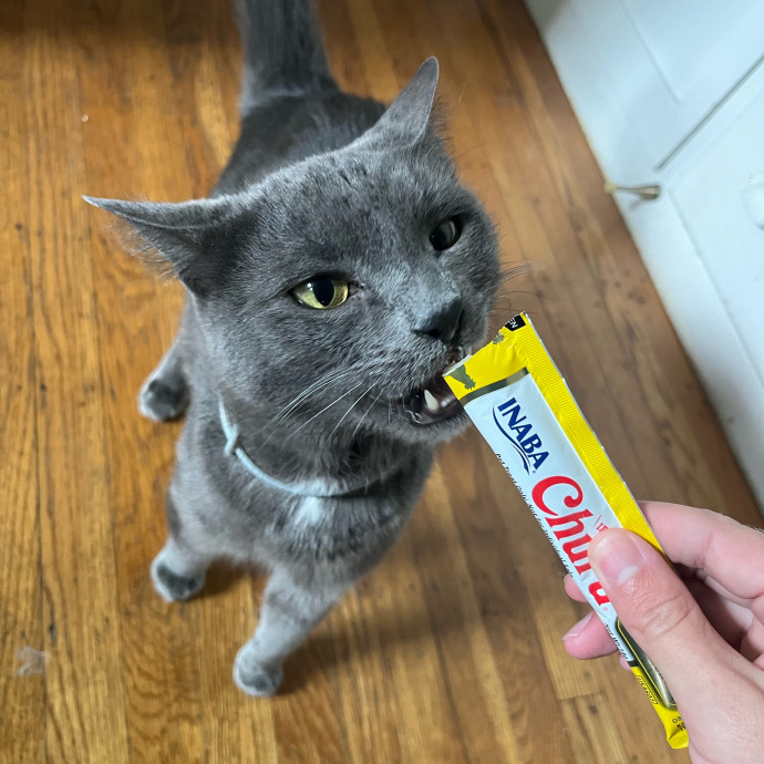 Cat Care Expert - Vet Tech Experience