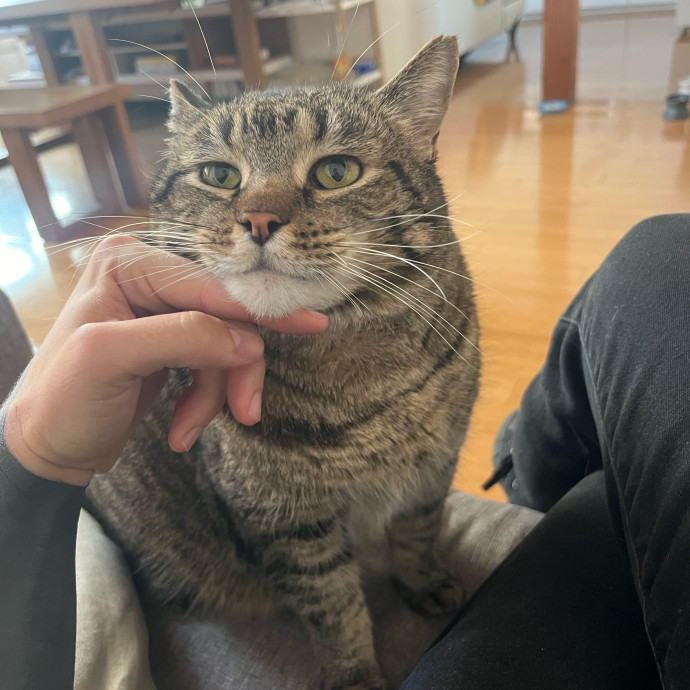 Cat Care Expert - Vet Tech Experience