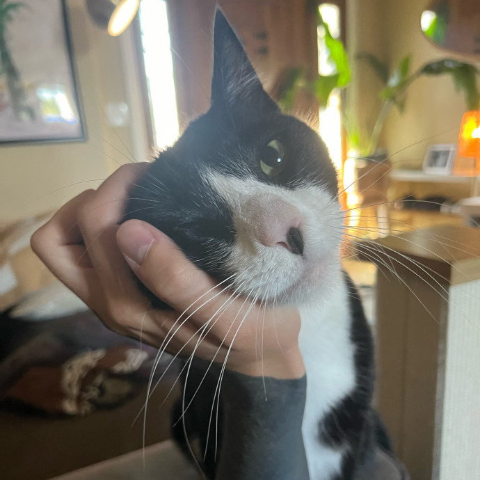 Cat Care Expert - Vet Tech Experience photo 3