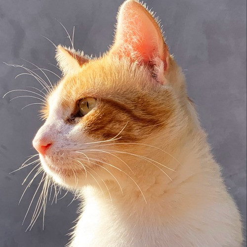 Cat Mom Of 5 In East La
