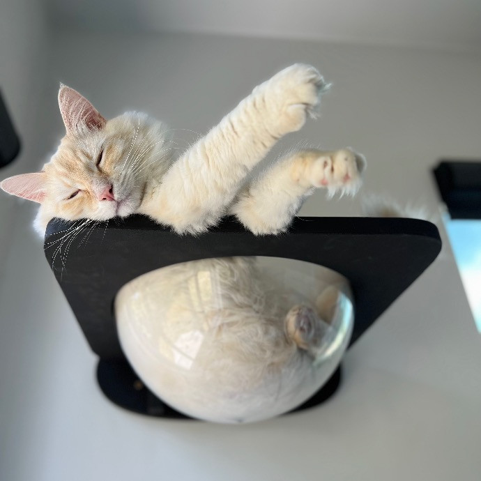 Cat Mom Of 5 In East La