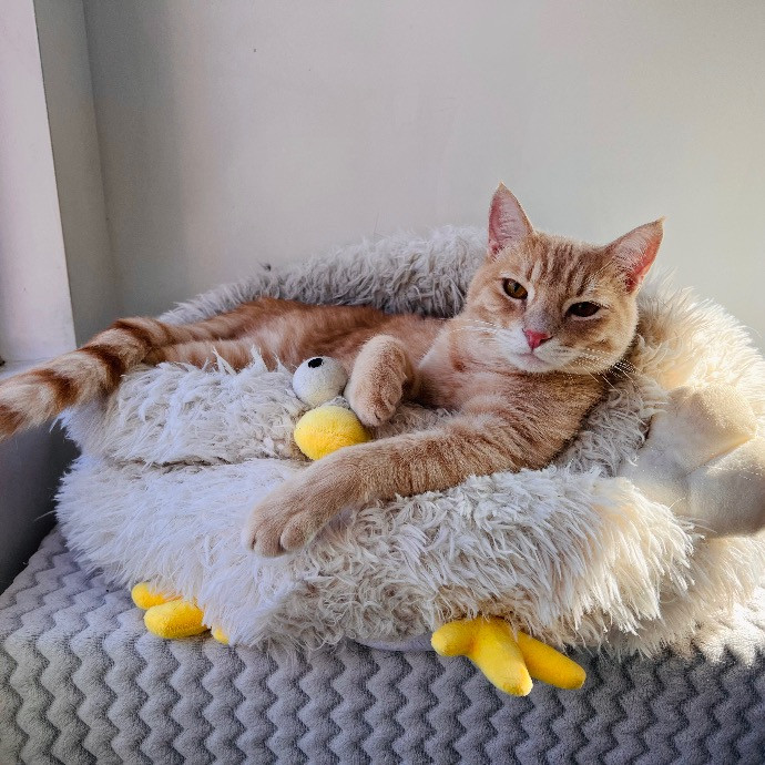 Cat Mom Of 5 In East La photo 3