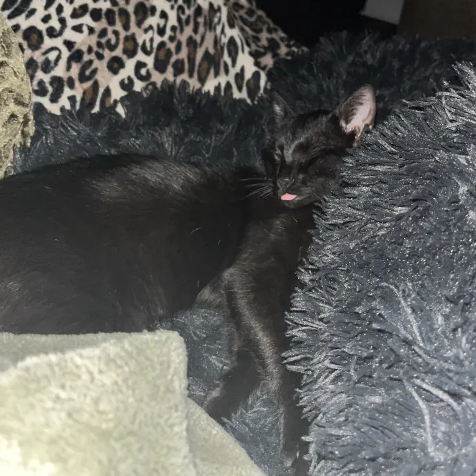 Your Friendly Next Door Sitter