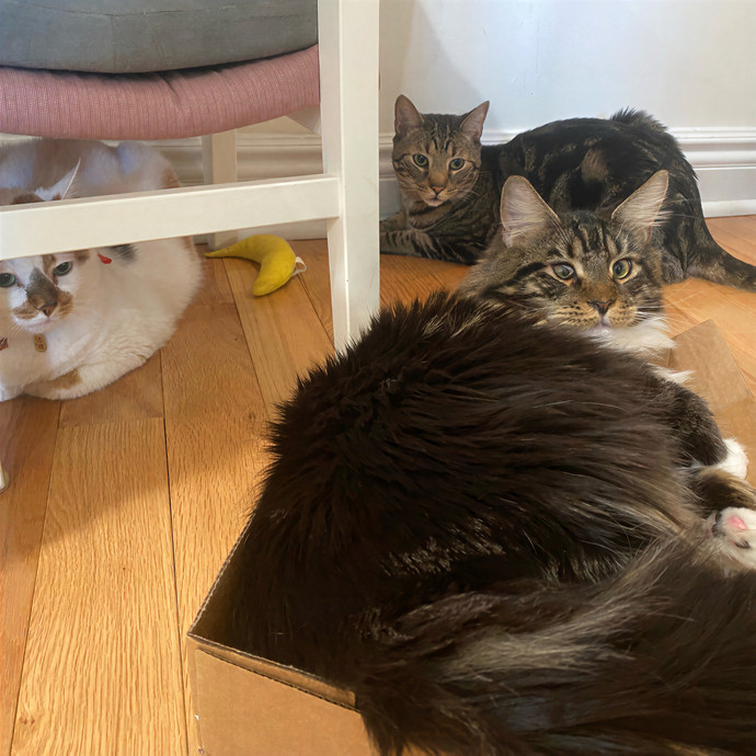 Your Cat Will Be In Purrfect Hands
