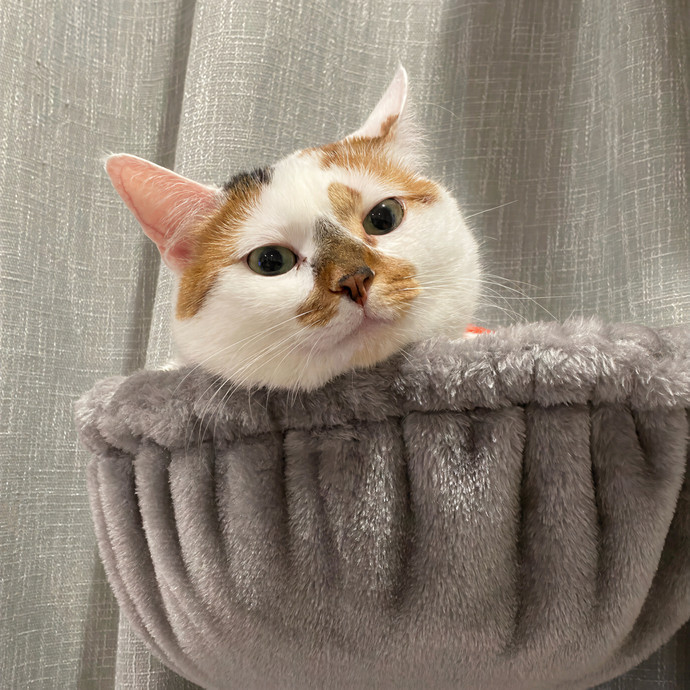 Your Cat Will Be In Purrfect Hands