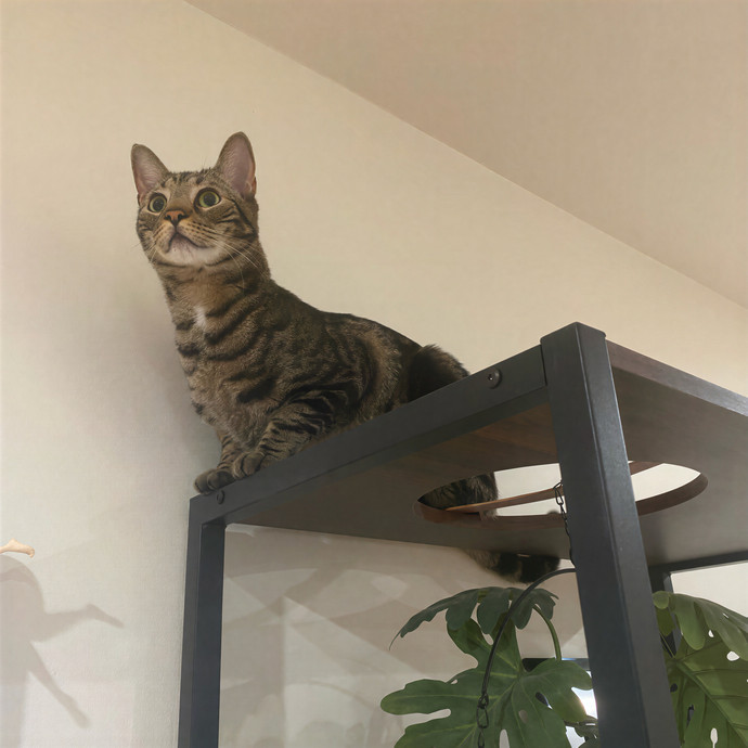 Your Cat Will Be In Purrfect Hands