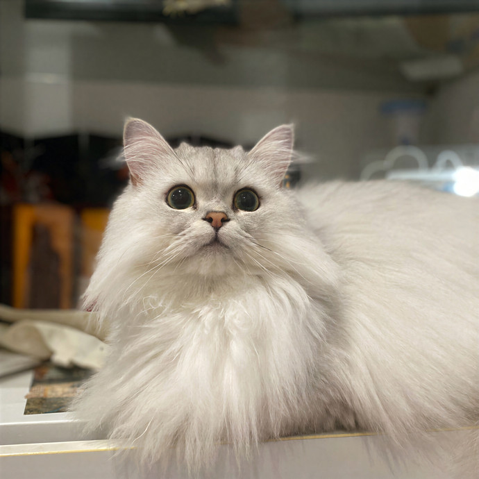 Your Cat Will Be In Purrfect Hands photo 3