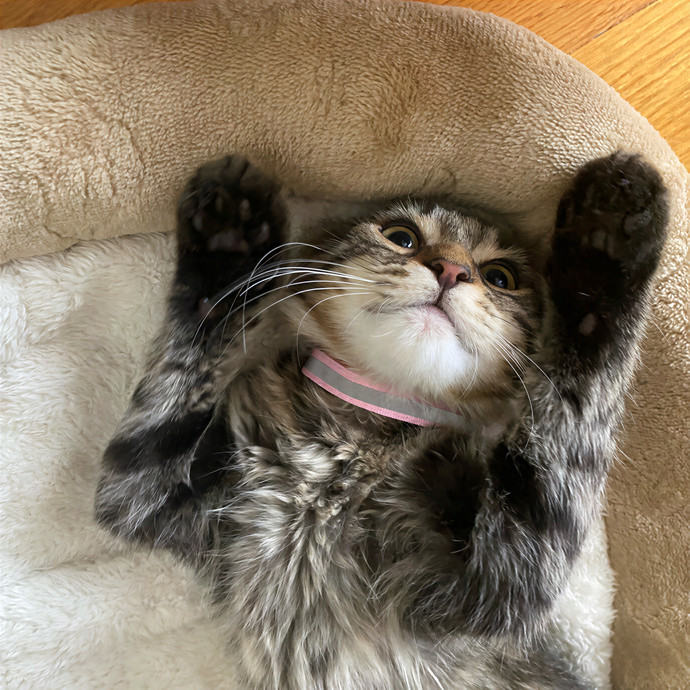Your Cat Will Be In Purrfect Hands photo 2