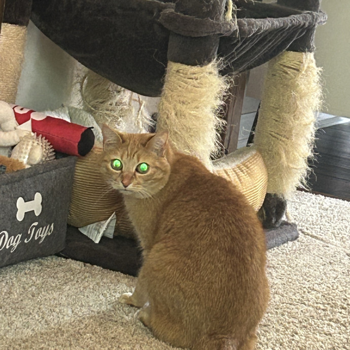 Must Love Dogs  Cats Llc Of Il photo 3