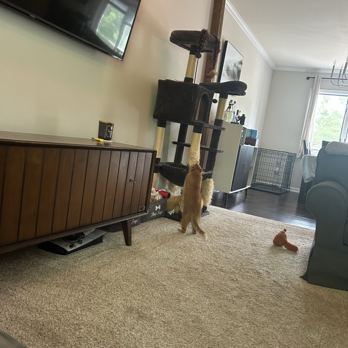 Must Love Dogs  Cats Llc Of Il photo 2