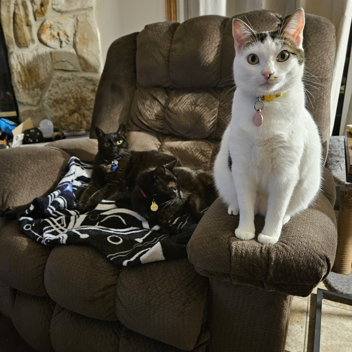 Compassionate Cat Care photo 2