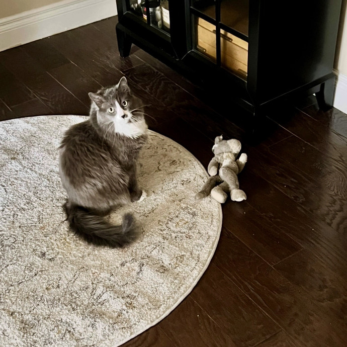 Reliable Loving  Trusted Cat Care