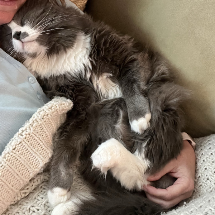 Reliable Loving  Trusted Cat Care photo 3