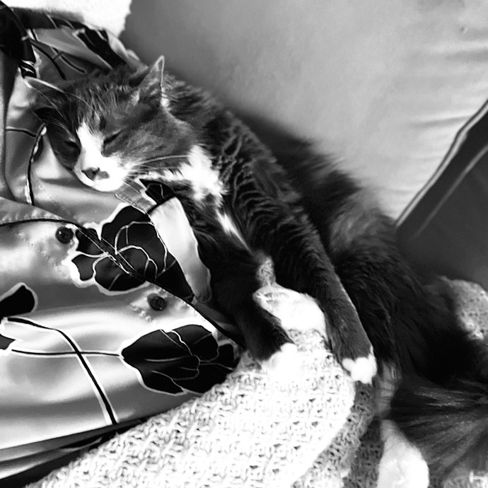 Reliable Loving  Trusted Cat Care photo 2