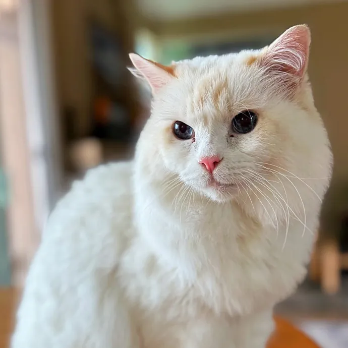 Your Cat's Purrfect Friend