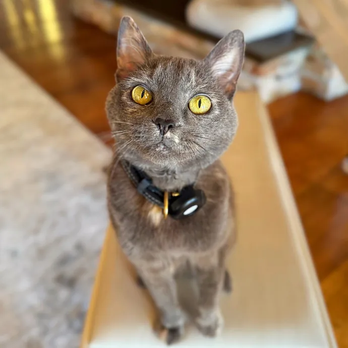 Your Cat's Purrfect Friend