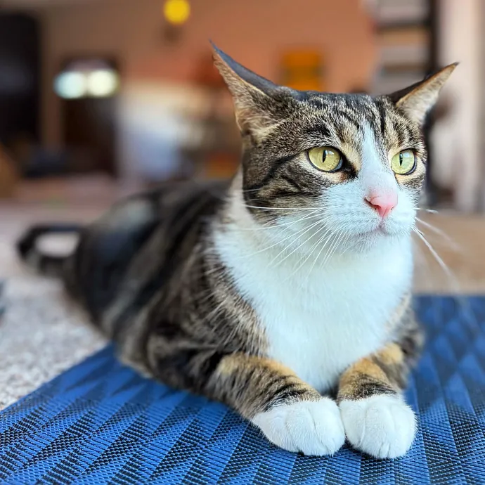 Your Cat's Purrfect Friend